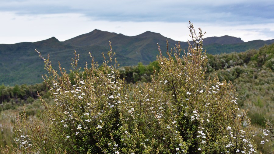 Manuka bush flowers