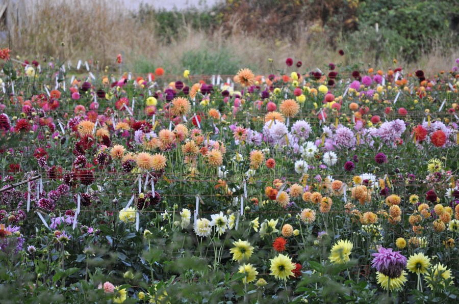 Snohomish,_WA_-_Accent_Dahlias_03