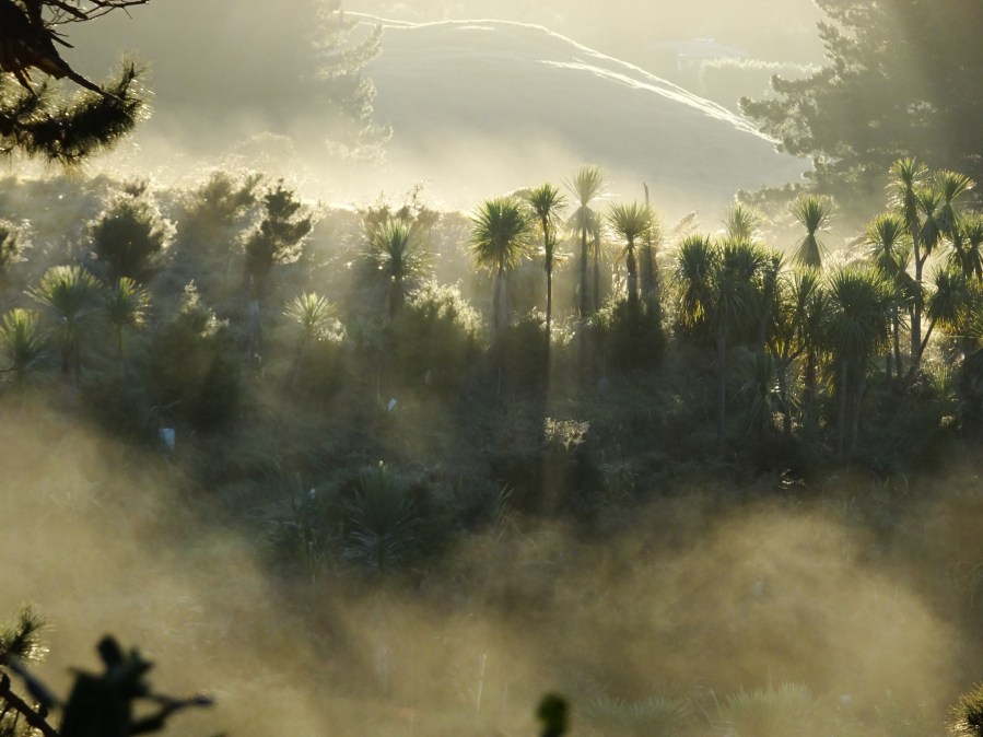 Mist at Te Maimai