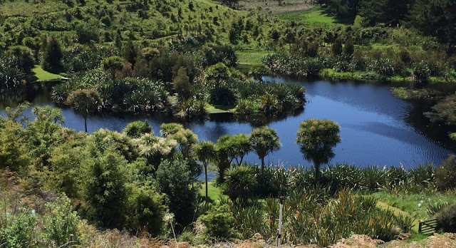 Wetlands at Te Maimai